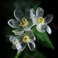 Skeleton Flower